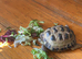Horsfield Tortoise