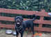 Rottweiler stud