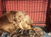 now fully vaccinated ready to leave 4 months kc reg 1 left silver and tan dapple long haired mini dachshund puppies