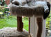 Ragdoll brothers 11 months and neutered