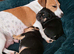 Two beautiful jack cross French pups