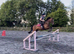 Quantocks Solace - Exceptional PC, SJ & EVENTING PROSPECT