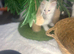 Health-Tested Pedigree Siberian & Neva Masquerade Kittens