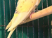 9 week old baby budgies available