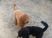 Miniature labradoodles