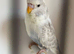 Young budgies for sale