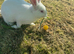 Rabbit for rehoming