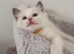 Stunning Blue/Lilac Bi-Colour Ragdoll Kittens – 7 Available