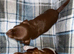 Miniature dachshund
