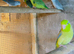 Parrotlets for sale