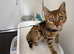 6 month old Bengal male
