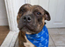 13 month old male Staffy x Pocket bully