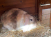 Beautiful colour mini lop
