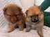 Adorable Pomeranian Puppies