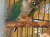 Breeding pair