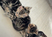 6 stunning kittens left