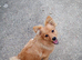 Fox face Pomeranian puppy