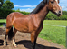 Welsh Section C Filly