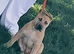 presa x mastiff puppy