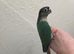 Hand-reared green cheek conure
