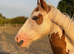 4y. old piebald gelding pony approx. 12.3hh