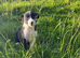 Border Collie Puppies