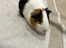2 x male guinea pigs cage, and accessories