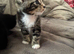 Beautiful kittens