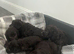 Blue bedlington terrier puppies