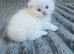 Scottish fold and straight kittens