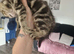 Female kitten
