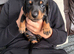 miniture dachshunds