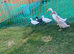 3 male call ducks