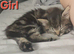 Fluffy Kittens