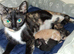 Cute kittens