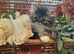 Beautiful fluffy Persian kittens
