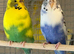 Budgies