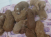 Cockapoo puppies for sale