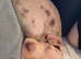 American bully x