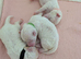 Cilla and Alfie have had puppies
