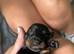 Miniature dachshund puppy's for sale