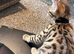 Bengal kittens