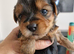 Yorkshire pure terrier
