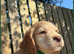 KC Registered Cocker Spaniel