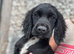 Last boy left beautiful cocker spaniel puppy
