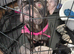 Pocket buĺly cross french bull dog