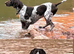 German shorthaired pointers 3 girls & 3 boys