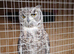 2 african eagle spotted owls