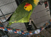 Amazon parrot pair