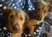 Irish terrier pups for sale